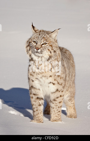 Bobcat (Lynx rufus) in the snow in captivity, near Bozeman, Montana, United States of America, Stock Photo