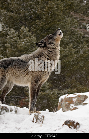 Captive gray wolf (Canis lupus) howling in the snow, near Bozeman, Montana, United States of America, Stock Photo