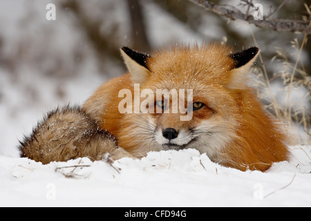 Captive red fox (Vulpes vulpes) in the snow, near Bozeman, Montana, United States of America, Stock Photo