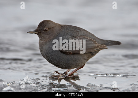 American dipper (water ouzel) (Cinclus mexicanus) standing on ice, Yellowstone National Park, Wyoming, United States of America Stock Photo