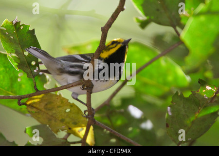 Black-throated Green Warbler (Dendroica virens) perched on a branch in Costa Rica. Stock Photo