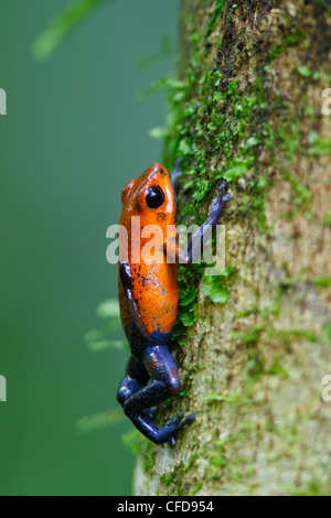 Strawberry Poison Dart Frog perched on a branch in Costa Rica. Stock Photo