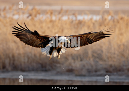 Bald eagle (Haliaeetus leucocephalus) in flight on final approach, Farmington Bay, Utah, United States of America, Stock Photo