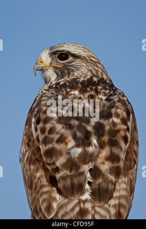 Close-up of female rough-legged hawk (Buteo lagopus), Antelope Island State Park, Utah, United States of America, Stock Photo