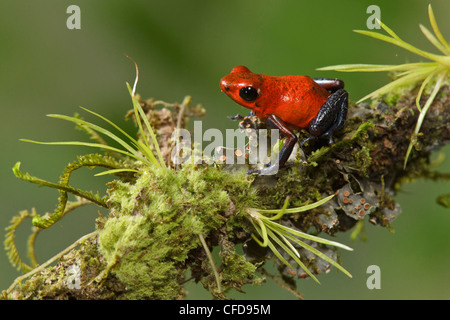 Strawberry Poison Dart Frog perched on a branch in Costa Rica. Stock Photo