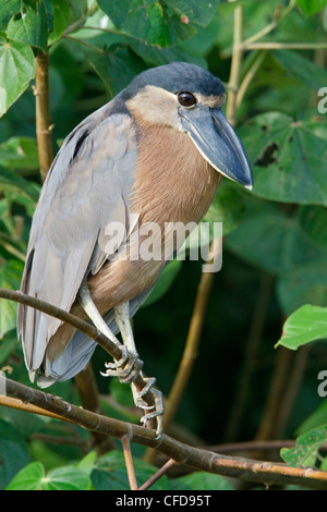 Boat-billed Heron (Cochlearius cochlearius) perched on a branch in Costa Rica. Stock Photo