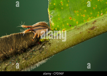 Caterpillar perched on a heliconia leaf in Costa Rica. Stock Photo