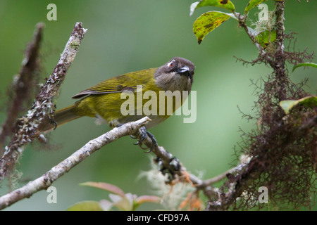 Common Bush-Tanager (Chlorospingus ophthalmicus) perched on a branch in Costa Rica. Stock Photo