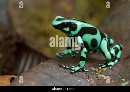 Green and Black Poison Dart Frog perched in the leaf litter in the rainforest of Costa Rica. Stock Photo