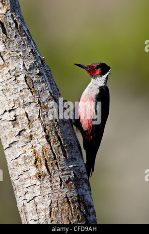 Lewis's Woodpecker (Melanerpes lewis), Okanogan County, Washington State, United States of America, Stock Photo