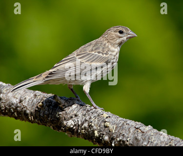 Female,finch (Carpodacus mexicanus), near Saanich, British Columbia, Canada, Stock Photo