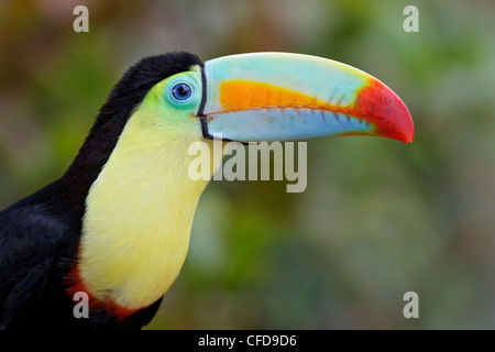 Keel-billed Toucan (Ramphastos sulfuratus) perched on a branch in Costa Rica. Stock Photo