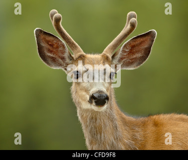 Mule deer (Odocoileus hemionus) buck in velvet, Jasper National Park, Alberta, Canada, Stock Photo