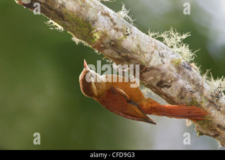 Ruddy Treerunner (Margarornis rubiginosus) perched on a branch in Costa Rica. Stock Photo