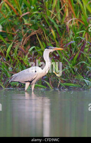 Cocoi Heron (Ardea cocoi) feeding in a lagoon in Amazonian Ecuador. Stock Photo