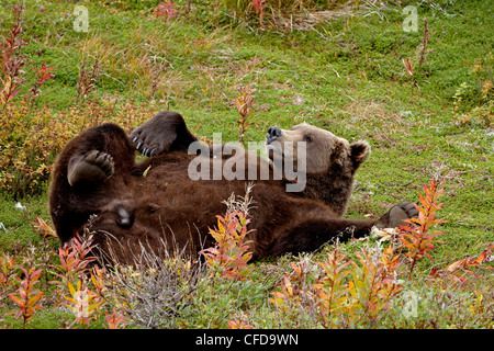 Grizzly bear (Ursus arctos horribilis) (Coastal brown bear) reclining, Chenik Lake, Katmai Peninsula, Alaska, USA Stock Photo
