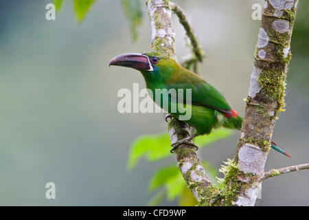 Crimson-rumped Toucanet (Aulacorhynchus haematopygus) perched on a branch in Ecuador. Stock Photo