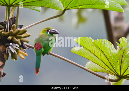 Crimson-rumped Toucanet (Aulacorhynchus haematopygus) perched on a branch in Ecuador. Stock Photo