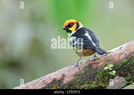 Flame-faced Tanager (Tangara parzudakii) perched on a branch in Ecuador. Stock Photo