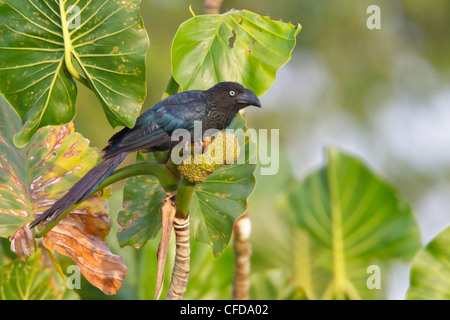 Greater Ani (Crotophaga major) perched on a branch in Ecuador. Stock Photo
