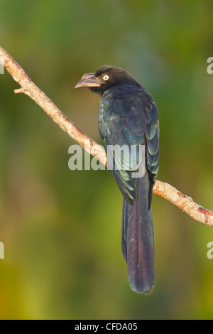 Greater Ani (Crotophaga major) perched on a branch in Ecuador. Stock Photo
