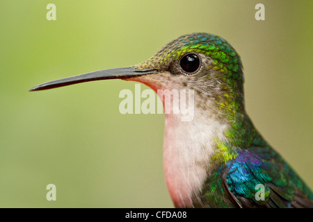 Green-crowned Woodnymph (Thalurania fannyi) perched on a branch in Ecuador. Stock Photo