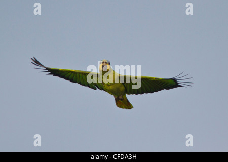 Orange-winged Amazon Parrot (Amazona amazonica) flying in Ecuador. Stock Photo
