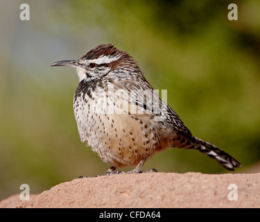 Cactus wren (Campylorhynchus brunneicapillus), Arizona Sonora Desert Museum, Tucson, Arizona, United States of America Stock Photo