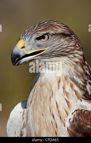 Ferruginous hawk (Buteo regalis) in captivity, Arizona Sonora Desert Museum, Tucson, Arizona, United States of America Stock Photo