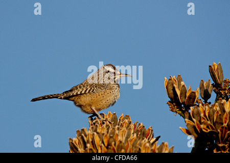 Cactus wren (Campylorhynchus brunneicapillus), Arizona Sonora Desert Museum, Tucson, Arizona, United States of America Stock Photo