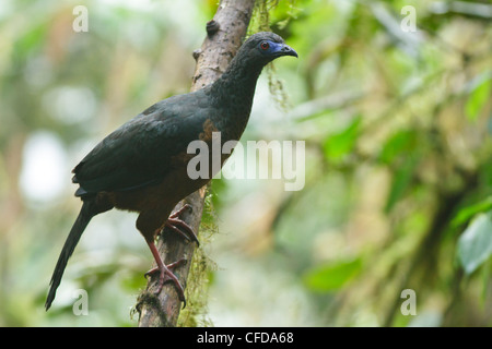 Sickle-winged Guan (Chamaepetes goudotii) perched on a branch in Ecuador. Stock Photo