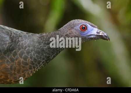 Sickle-winged Guan (Chamaepetes goudotii) perched on a branch in Ecuador. Stock Photo