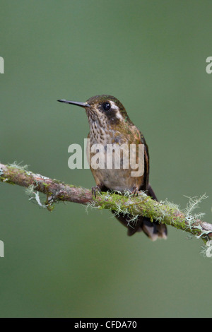 Speckled Hummingbird (Adelomyia melanogenys) perched on a branch in Ecuador. Stock Photo