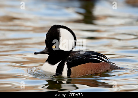 Male hooded merganser (Lophodytes cucullatus), Rio Grande Zoo, Albuquerque Biological Park, Albuquerque, New Mexico, USA Stock Photo