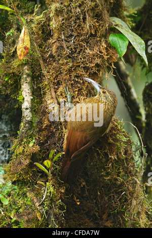 Strong-billed Woodcreeper (Xiphocolaptes promeropirhynchus) perched on a branch in Ecuador. Stock Photo