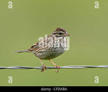 Lincoln's sparrow (Melospiza lincolnii), San Jacinto Wildlife Area, California, United States of America, Stock Photo
