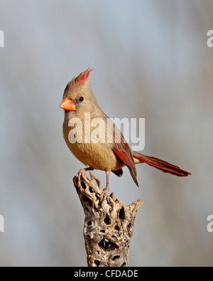 Female northern cardinal (Cardinalis cardinalis), The Pond, Amado, Arizona, United States of America, Stock Photo