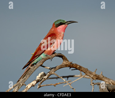 Southern carmine bee-eater (Merops nubicoides), Kruger National Park, South Africa, Africa Stock Photo