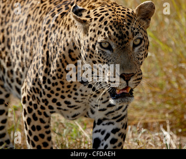 Male leopard (Panthera pardus), Kruger National Park, South Africa, Africa Stock Photo