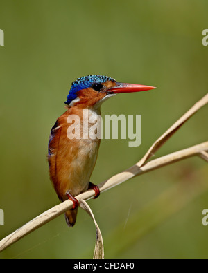 Malachite kingfisher (Alcedo cristata), Kruger National Park, South Africa, Africa Stock Photo