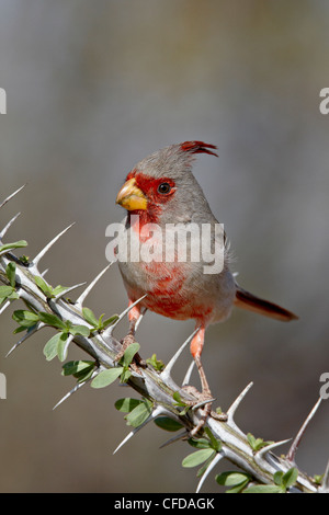 Male pyrrhuloxia (Cardinalis sinuatus), The Pond, Amado, Arizona, United States of America, Stock Photo