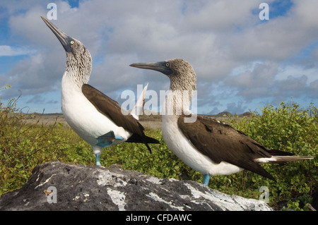 Blue-footed booby courtship, Punto Cevallos, Espanola (Hood) Island, Galapagos Islands, Ecuador, South America. Stock Photo