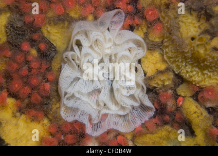 A lacy bunch of nudibranch eggs nestled in sponge and softcorals, Quadra Island, BC, Canada. Stock Photo