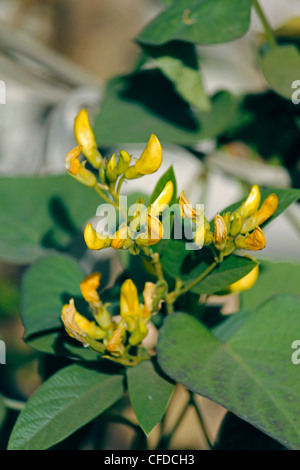 Flowers Of Red Gram, Pigeon Pea, Yellow Lentil, Pune, Maharashtra, India Stock Photo