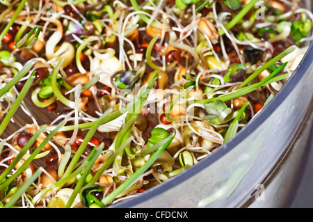 sprouts of different vegetables Stock Photo