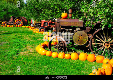 A row of old tractors and pumpkins in an orchard at Parsons Fruit Stand in Keremeos, British Columbia, Canada Stock Photo