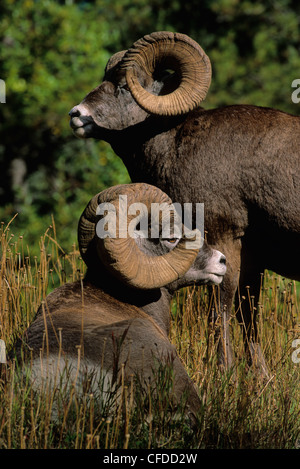 Bighorn Sheep (Ovis canadensis) Males, Alberta, Canada. Stock Photo