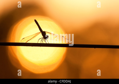 Dragonfly settling on a wire fence at sunset, Southwestern Brazil, South America Stock Photo