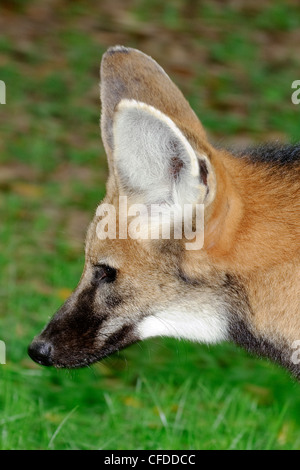 Maned wolf (Chrysocyon brachyurus), Pantanal, Southwestern Brazil, South America Stock Photo
