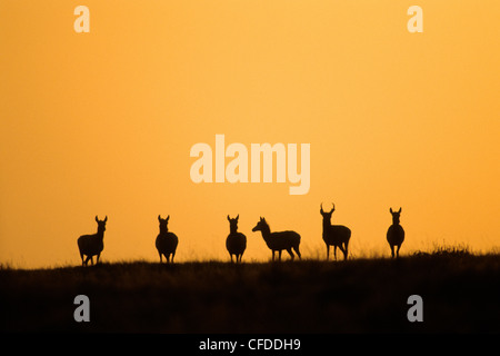 Pronghorn (Antilocapa americana) in late winter herd, prairie Alberta, Western Canada Stock Photo